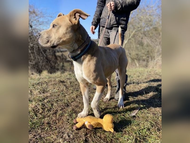 DORIAN sehnt sich nach einem Zuhause