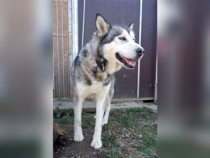 MAX Husky-Malamute-Mischling sucht Kenner seiner Rasse