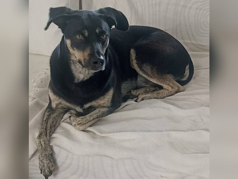 SKY ist ein Traumhund