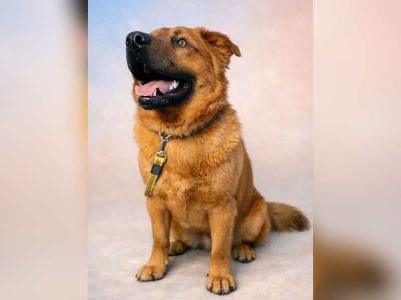 COLIN verspielter Hundejunge