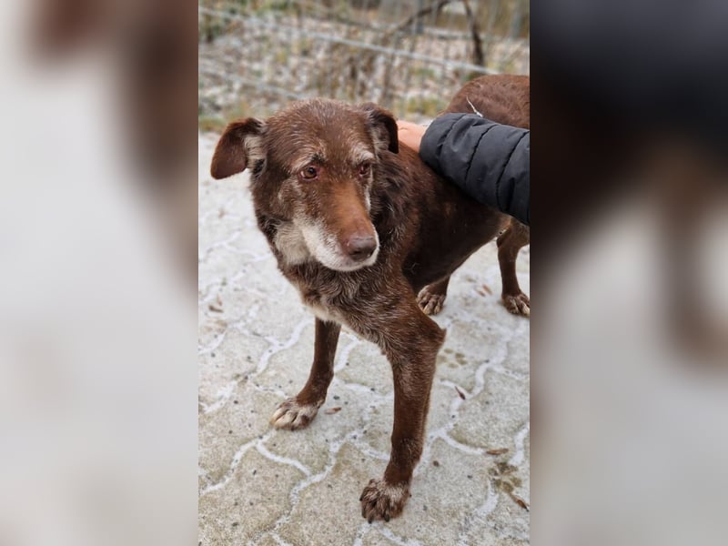 BENKO ist ein sanfter Senior