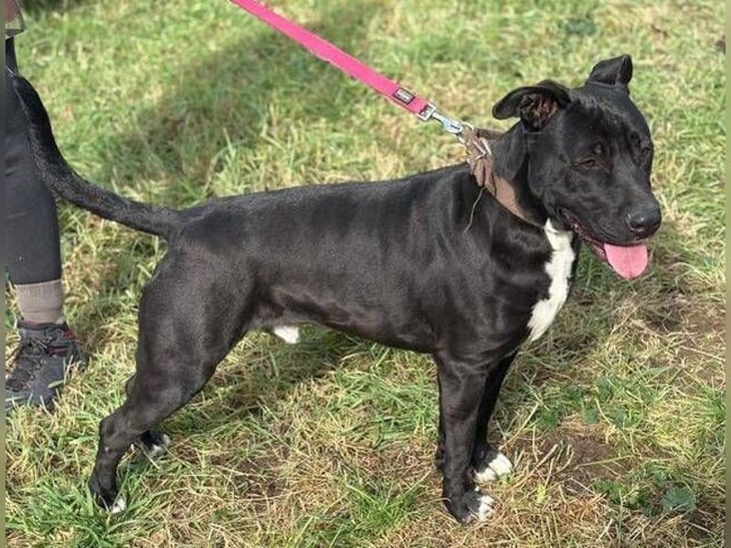 SUNNY sucht seine Menschen SUNNY sucht seine Menschen