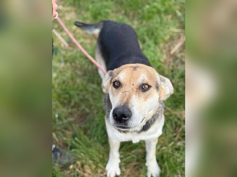 BOBBY 2 wurde hilflos zurück gelassen