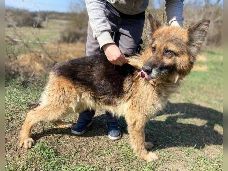 SHIRA hat endlich Liebe verdient