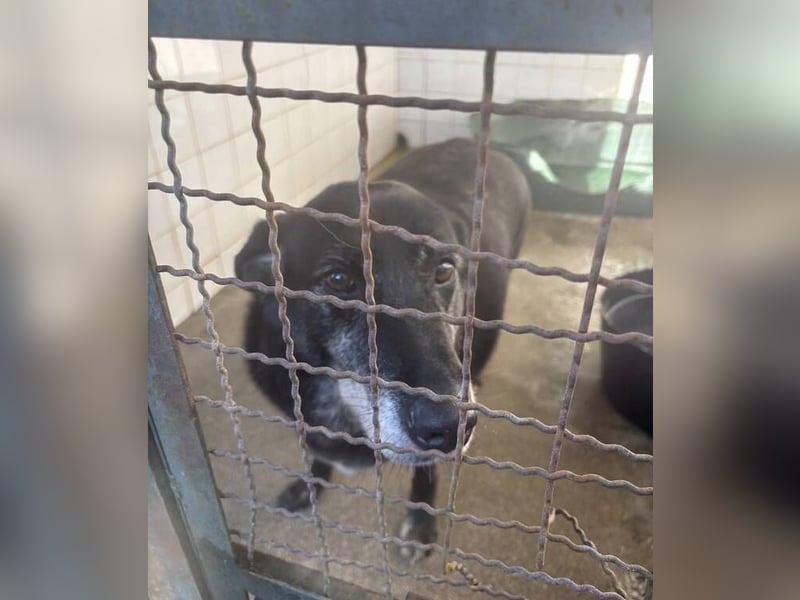 BILLY ist so verzweifelt - wer rettet ihn?