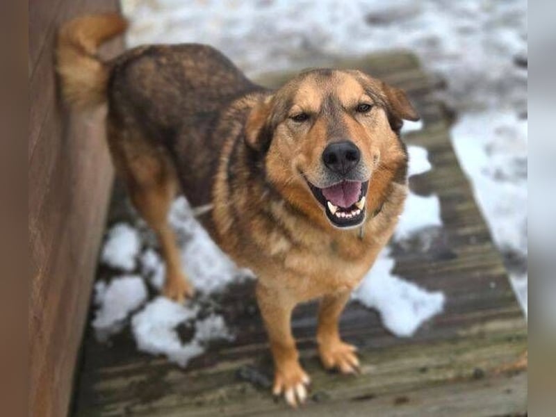 FIDO wurde grausam im Stich gelassen