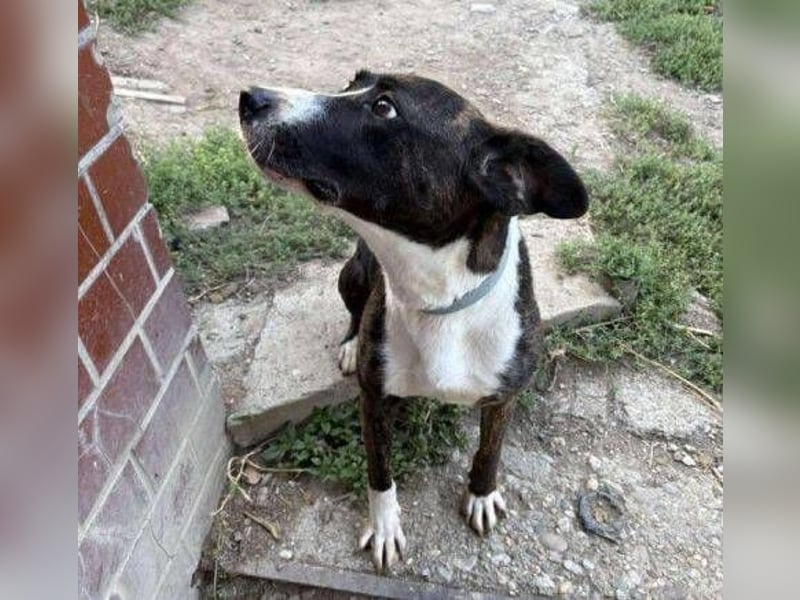 HUBERT - wer schenkt ihm Liebe 