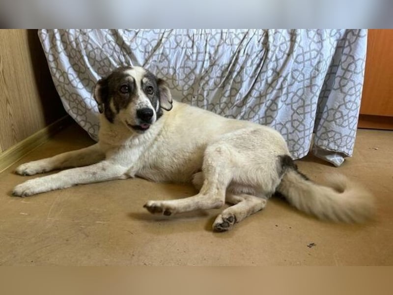 PUFI versteht sich mit allen