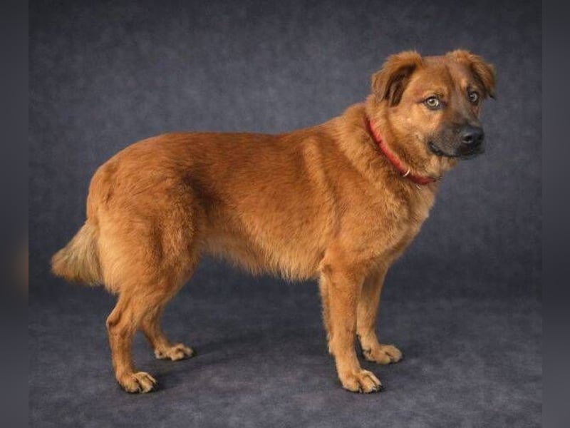 COLIN verspielter Hundejunge