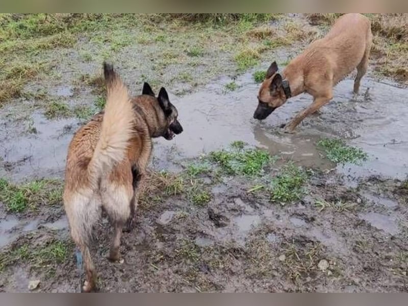 LOTTE sucht ihr Körbchen