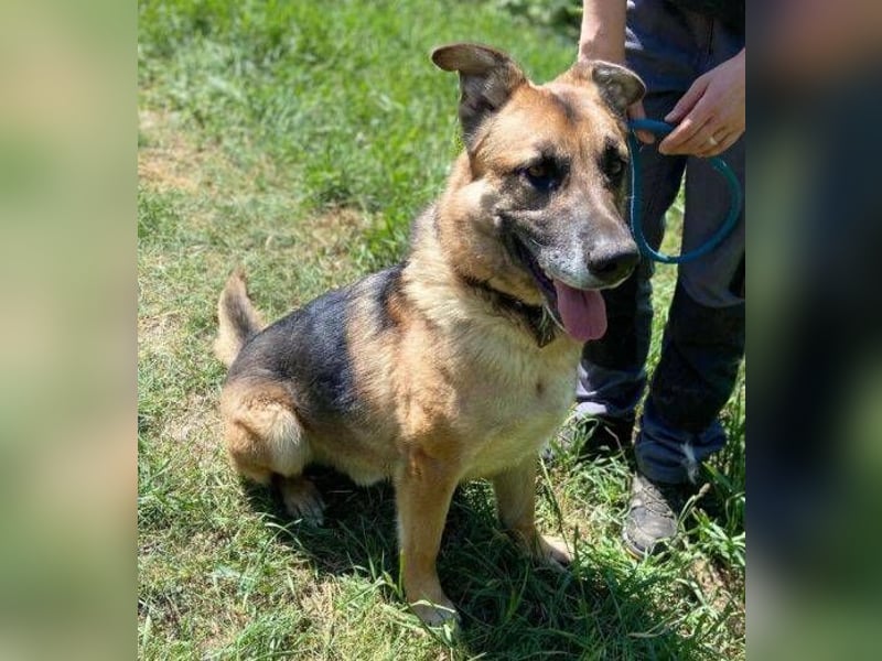 VILLY ist einfach nur lieb