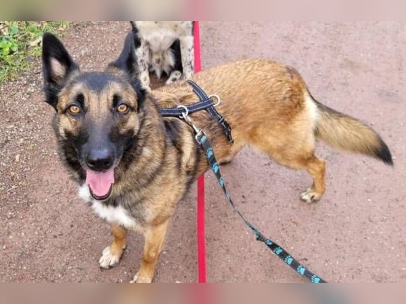 LOTTE sucht ihr Körbchen