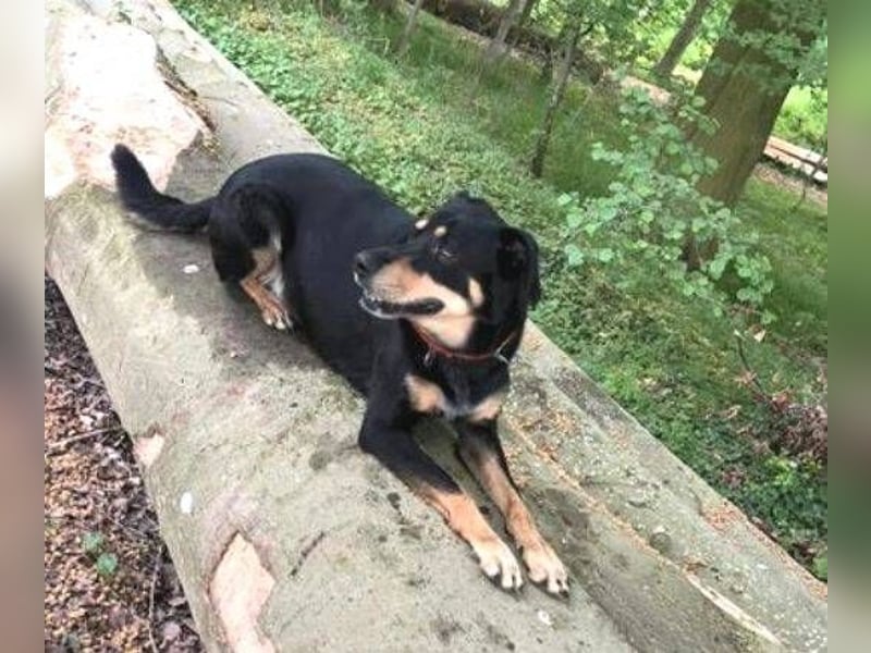 MYLO sucht ein ruhiges Zuhause