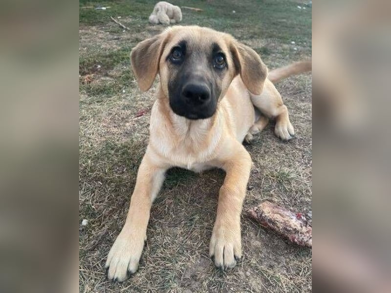 ARABELLA ist ein aufgeschlossenes, liebes Hundemädchen