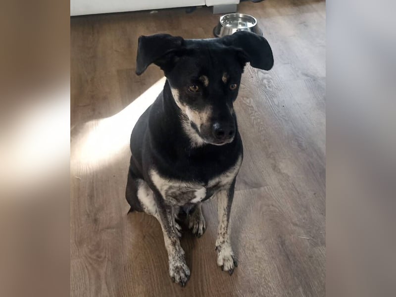 SKY ist ein Traumhund