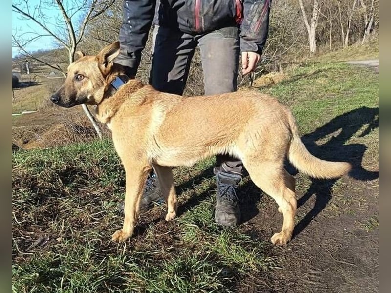 ANDRE wäre gerne dein treuer Begleiter