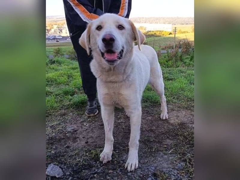 DORKA ist eine arme Maus