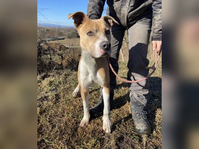 DORIAN sehnt sich nach einem Zuhause