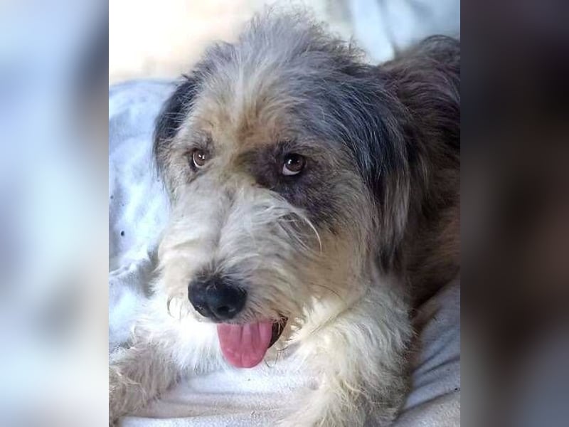 CAROLINA ist ein Traumhund