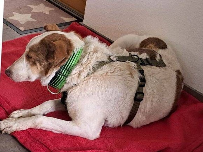 HELEN ist verschmust und unkompliziert