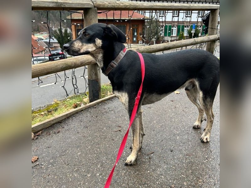 SKY ist ein Traumhund