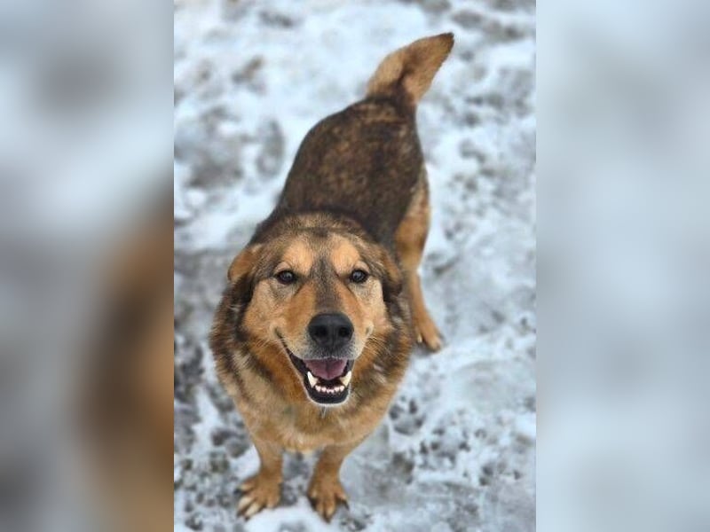 FIDO wurde grausam im Stich gelassen