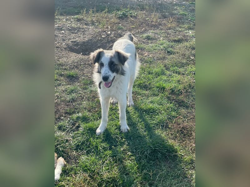 LUDWIG,  Bucovina Mix, sehnt sich nach einer Familie