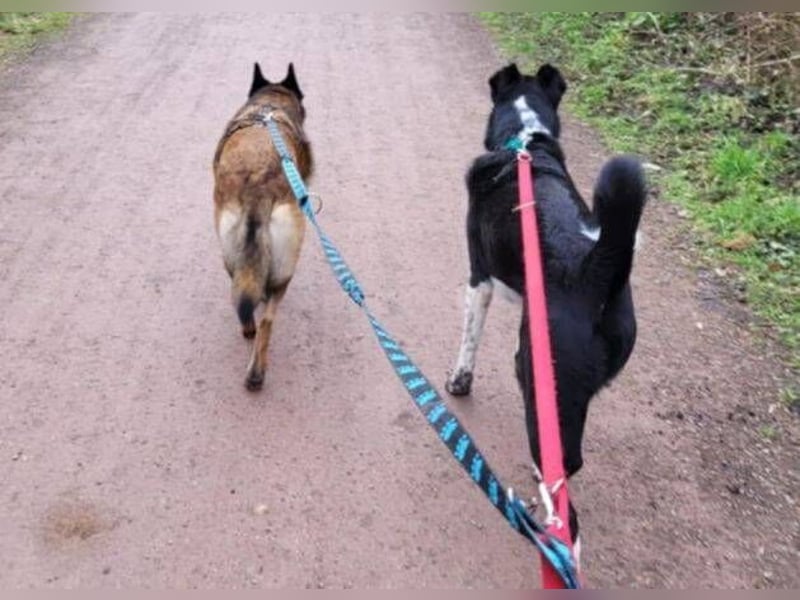 LOTTE sucht ihr Körbchen