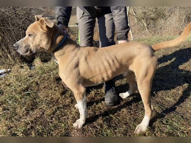 DORIAN sehnt sich nach einem Zuhause