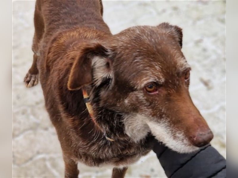 Labrador- Deutsch Drahthaar Mischling BENKO war fast sein ganzes Leben eingesperrt