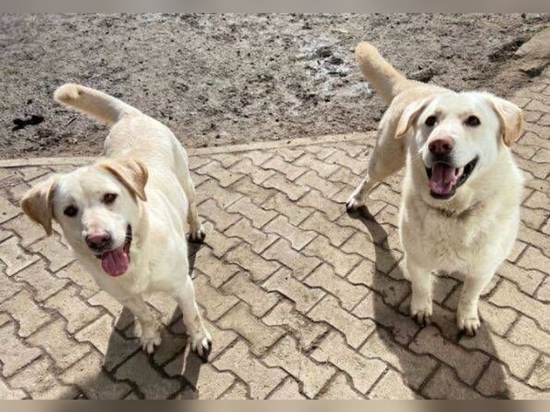 DORKA ist eine arme Maus