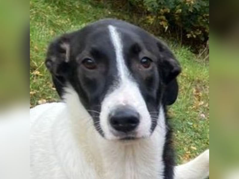 MIA 2 ist verschmust und anhänglich