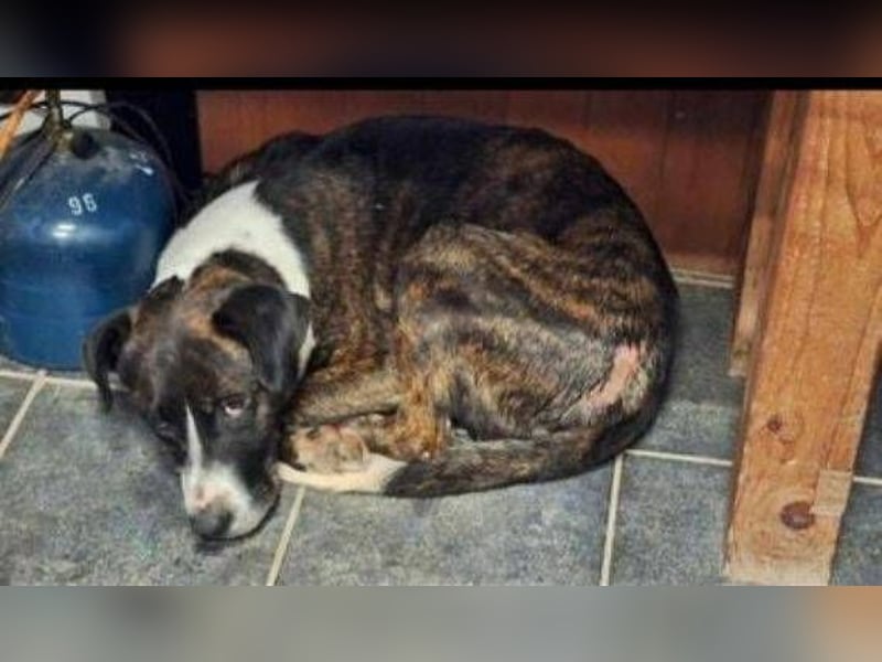 HUBERT - wer schenkt ihm Liebe 