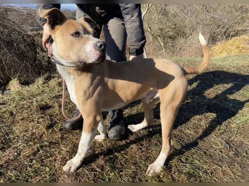 DORIAN sehnt sich nach einem Zuhause