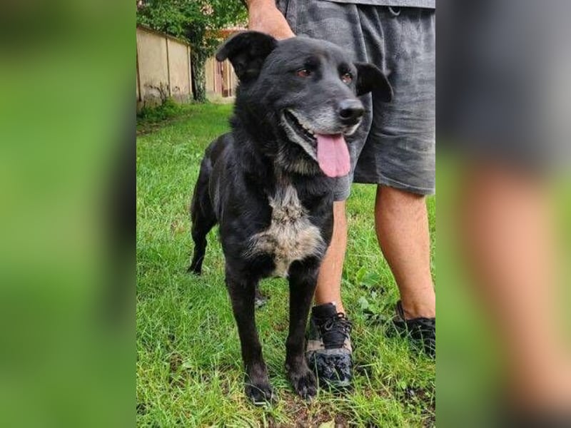 RUSTY hätte so sehr etwas Liebe verdient