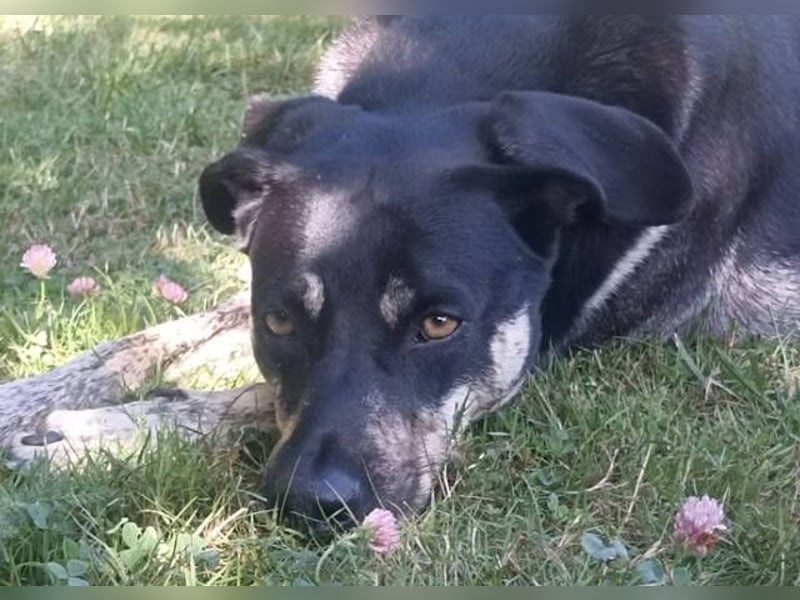 SKY ist ein Traumhund