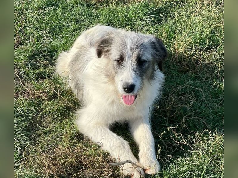 HILDE braucht ein richtiges Zuhause