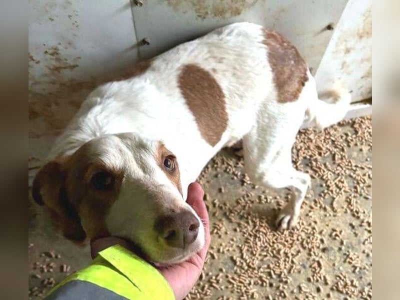 HELEN ist verschmust und unkompliziert