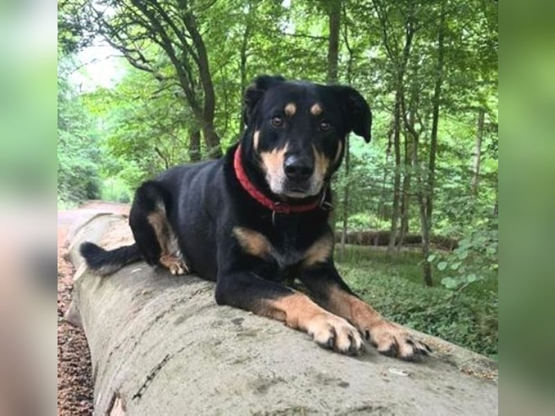 MYLO sucht ein ruhiges Zuhause