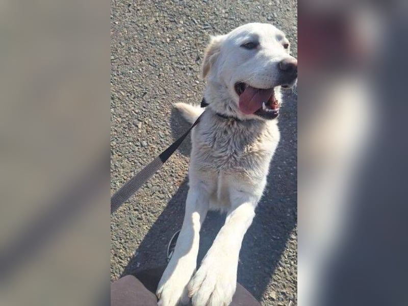 LUCY freut sich über jede Zuwendung