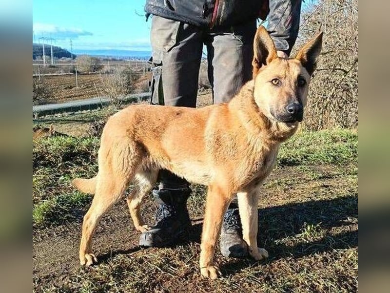 ANDRE wäre gerne dein treuer Begleiter
