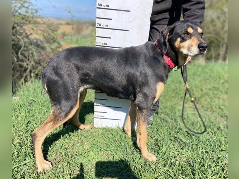 PEPI hat alles verloren