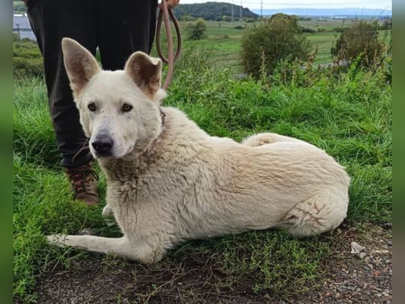 BELUSCHA hat alles verloren