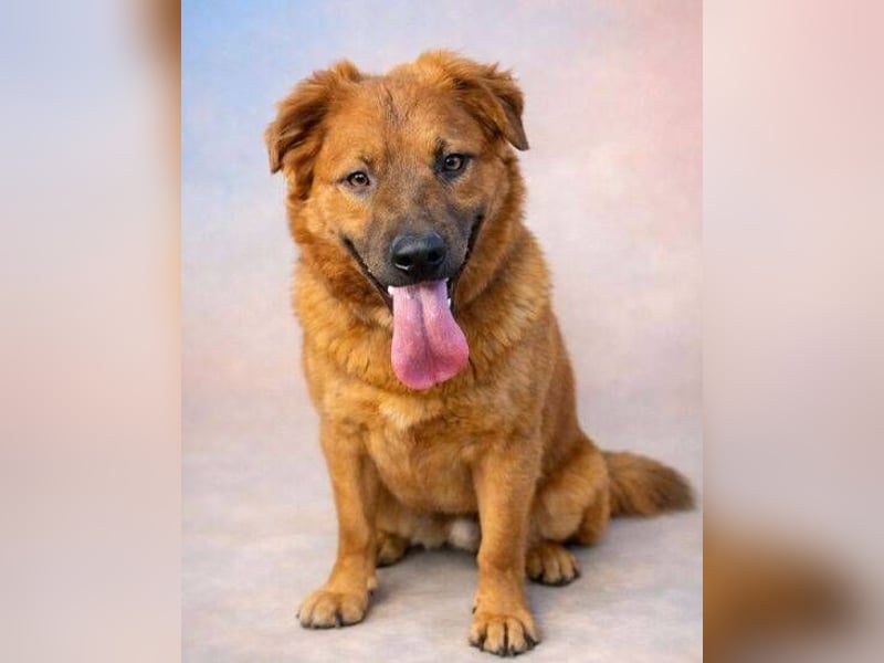 COLIN verspielter Hundejunge