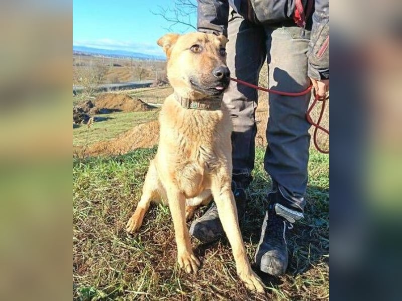 ANDRE wäre gerne dein treuer Begleiter