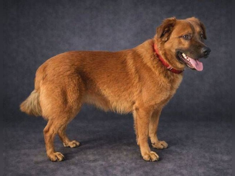 COLIN verspielter Hundejunge