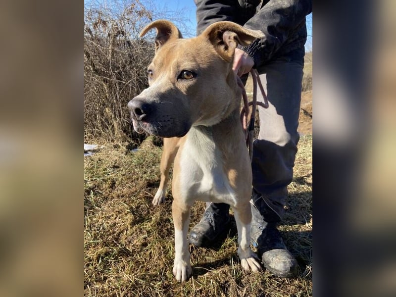 DORIAN sehnt sich nach einem Zuhause