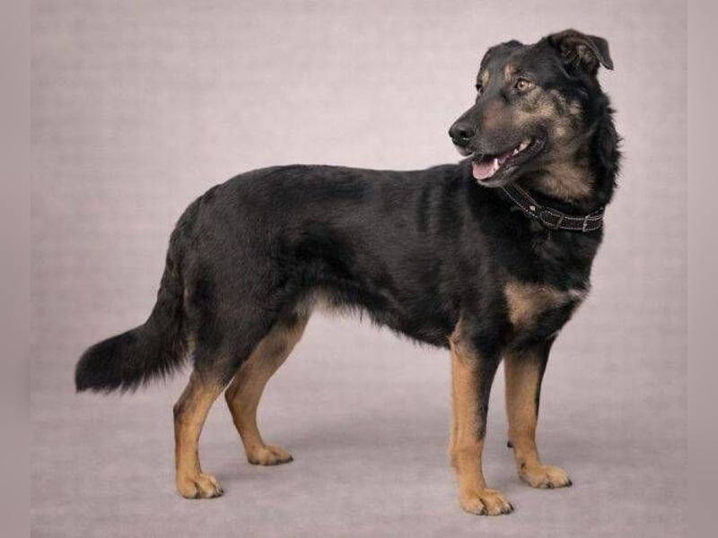 LUNA 2 wäre so gerne Familienmitglied