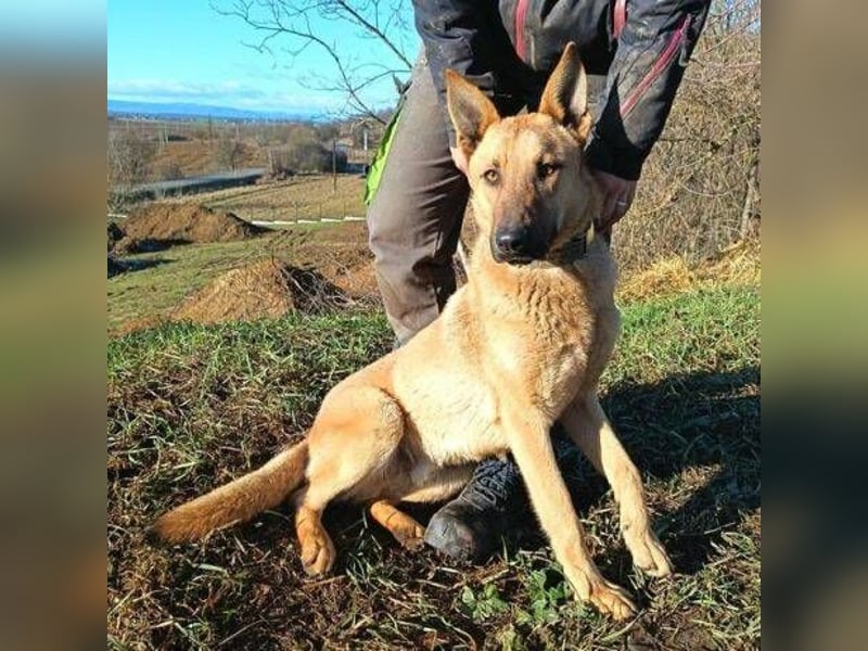 ANDRE wäre gerne dein treuer Begleiter