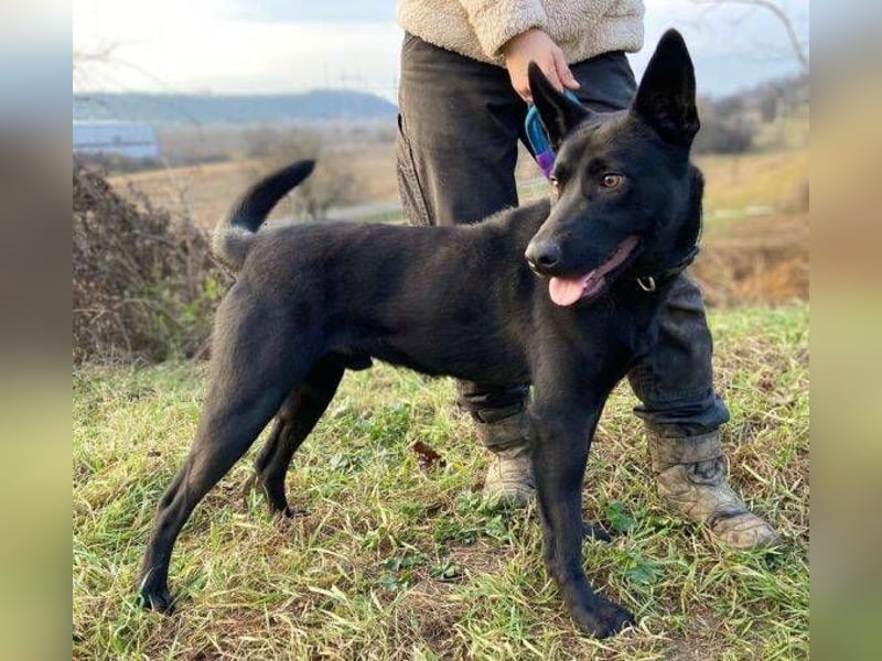 DANTE , der arme Kerl wurde ausgesetzt